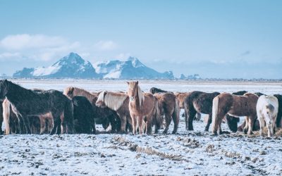 Donec sit amet elit tortor